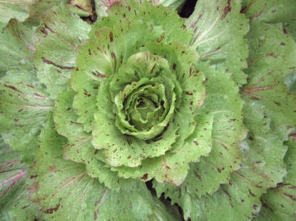 Picture of Chicory Variegata Di Castelfranco